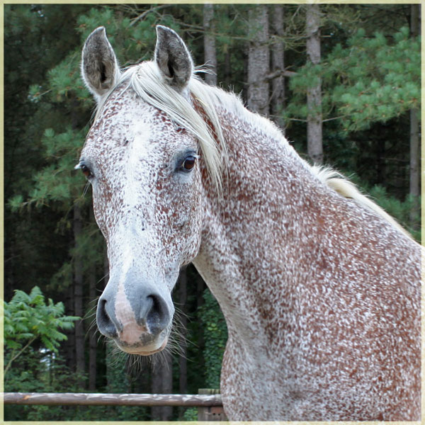 Cheval gris truité deals